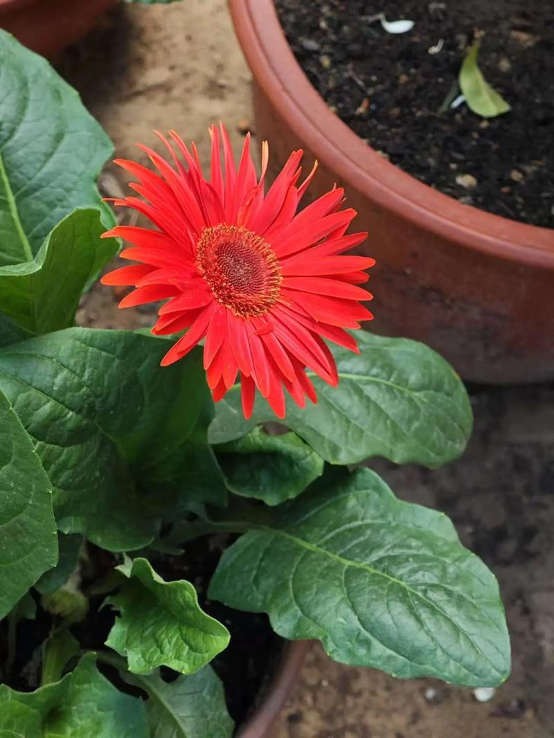 非洲菊盆栽如何养护才能复花?-第1张图片-吾爱花网 非洲菊盆栽如何养护才能复花?-第1张图片-吾爱花网