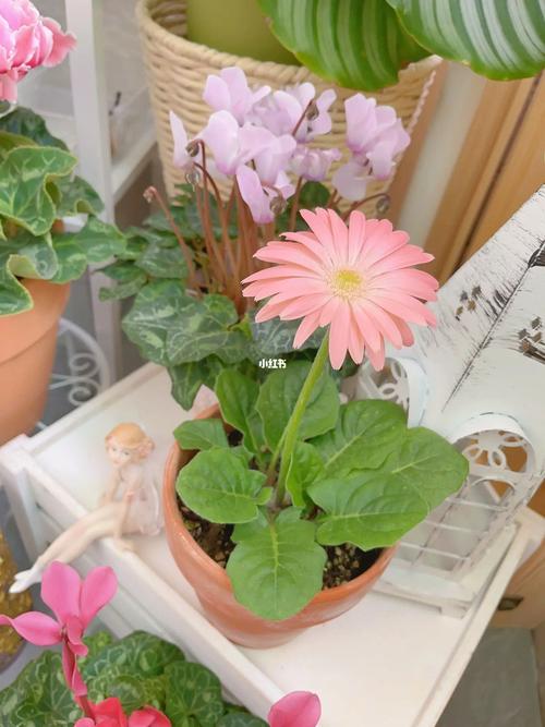 非洲菊盆栽如何养护才能复花?-第3张图片-吾爱花网 非洲菊盆栽如何养护才能复花?-第3张图片-吾爱花网