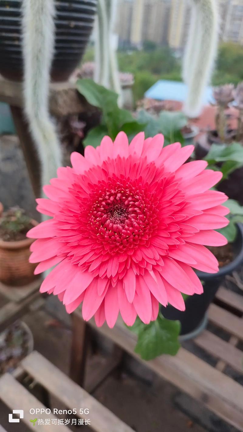 非洲菊盆栽如何养护才能复花?-第2张图片-吾爱花网 非洲菊盆栽如何养护才能复花?-第2张图片-吾爱花网