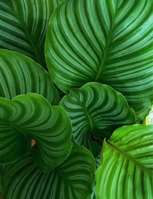 盆栽青苹果能晒太阳吗?-第2张图片-吾爱花网 盆栽青苹果能晒太阳吗?-第2张图片-吾爱花网