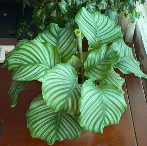 盆栽青苹果能晒太阳吗?-第1张图片-吾爱花网 盆栽青苹果能晒太阳吗?-第1张图片-吾爱花网