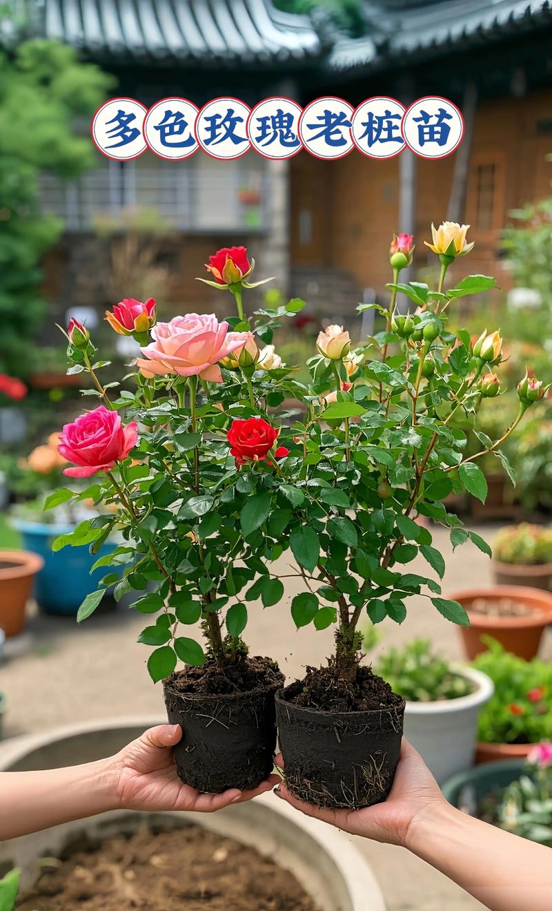 盆栽玫瑰花图片有哪些经典造型?-第2张图片-吾爱花网 盆栽玫瑰花图片有哪些经典造型?-第2张图片-吾爱花网