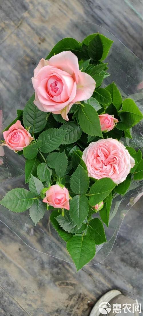 盆栽玫瑰花图片有哪些经典造型?-第1张图片-吾爱花网 盆栽玫瑰花图片有哪些经典造型?-第1张图片-吾爱花网