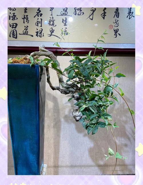 盆栽金银花夏天怎么养才好?-第1张图片-吾爱花网 盆栽金银花夏天怎么养才好?-第1张图片-吾爱花网