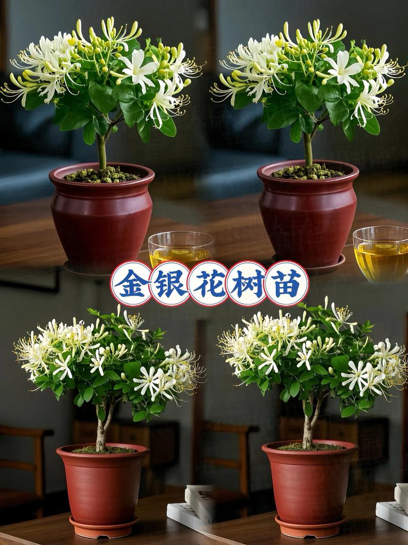 盆栽金银花夏天怎么养才好?-第2张图片-吾爱花网 盆栽金银花夏天怎么养才好?-第2张图片-吾爱花网