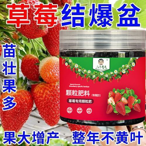 盆栽草莓复合肥撒多少合适?-第1张图片-吾爱花网 盆栽草莓复合肥撒多少合适?-第1张图片-吾爱花网