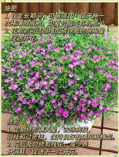 满天星种子如何盆栽?-第1张图片-吾爱花网 满天星种子如何盆栽?-第1张图片-吾爱花网