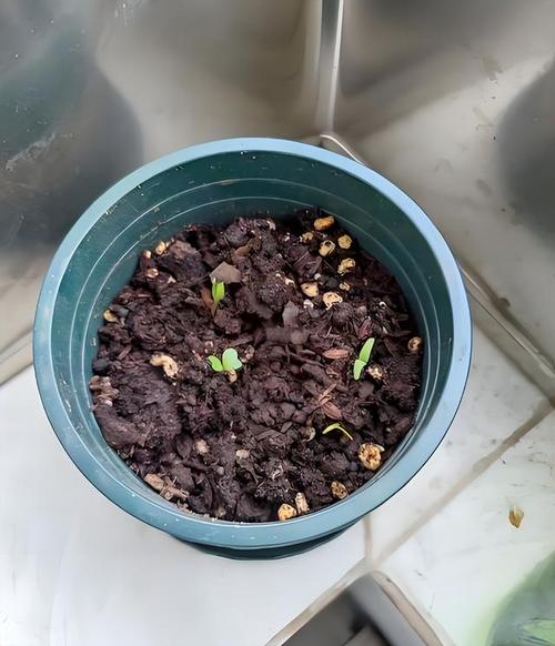 满天星种子如何盆栽？-第3张图片-吾爱花网