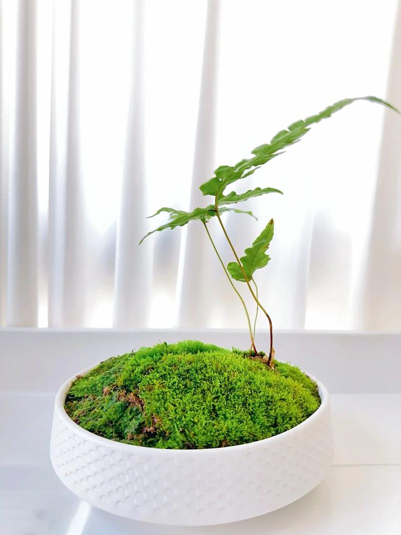 低矮草本盆栽植物有哪些常见品种?-第1张图片-吾爱花网 低矮草本盆栽植物有哪些常见品种?-第1张图片-吾爱花网