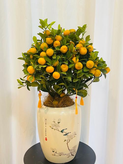 盆栽金桔树施什么肥好?-第1张图片-吾爱花网 盆栽金桔树施什么肥好?-第1张图片-吾爱花网