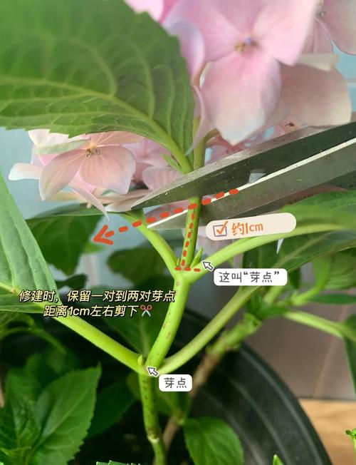盆栽臭球花剪枝要剪哪些枝?-第1张图片-吾爱花网 盆栽臭球花剪枝要剪哪些枝?-第1张图片-吾爱花网