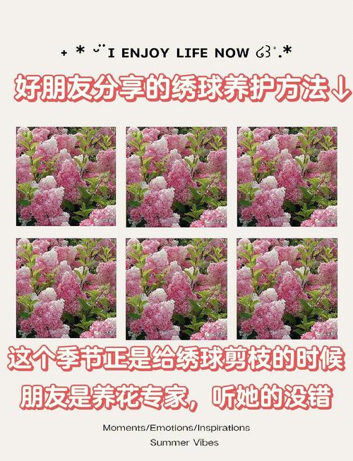 盆栽臭球花剪枝要剪哪些枝?-第2张图片-吾爱花网 盆栽臭球花剪枝要剪哪些枝?-第2张图片-吾爱花网