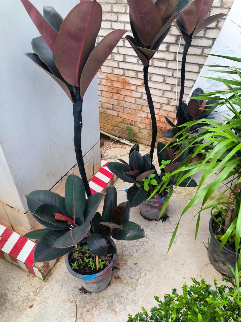 什么盆栽植物能四季常绿?-第2张图片-吾爱花网 什么盆栽植物能四季常绿?-第2张图片-吾爱花网