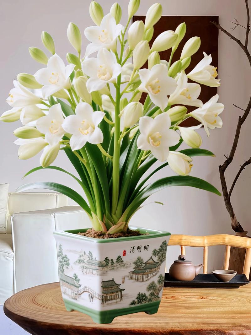 什么盆栽植物能四季常绿?-第3张图片-吾爱花网 什么盆栽植物能四季常绿?-第3张图片-吾爱花网