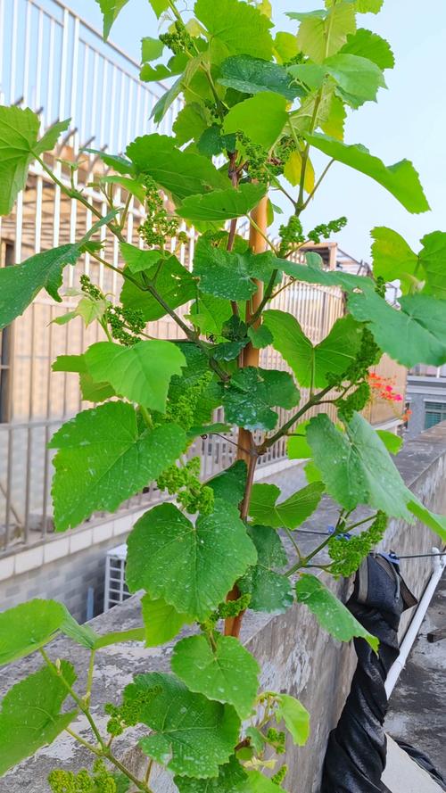 盆栽葡萄几天浇水一次最合适?-第2张图片-吾爱花网 盆栽葡萄几天浇水一次最合适?-第2张图片-吾爱花网