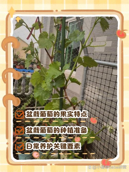 盆栽葡萄几天浇水一次最合适?-第1张图片-吾爱花网 盆栽葡萄几天浇水一次最合适?-第1张图片-吾爱花网