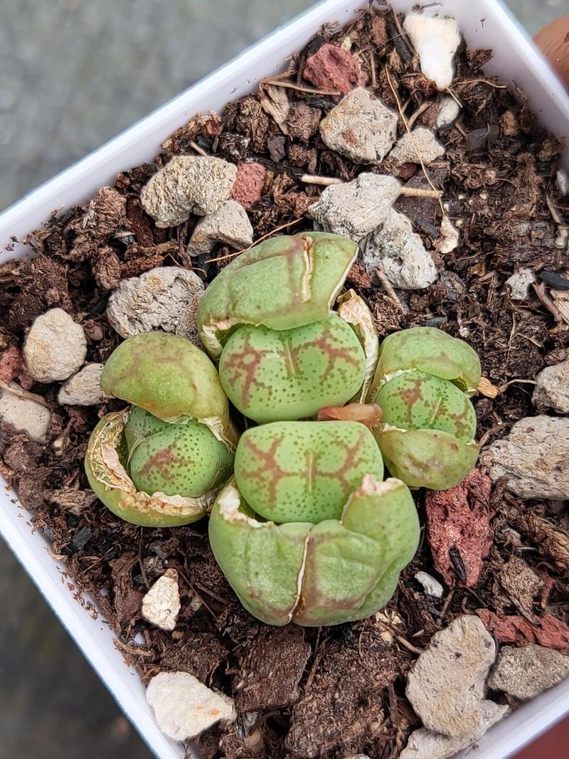 番杏科多肉喜啥?养护关键啥?-第3张图片-吾爱花网 番杏科多肉喜啥?养护关键啥?-第3张图片-吾爱花网