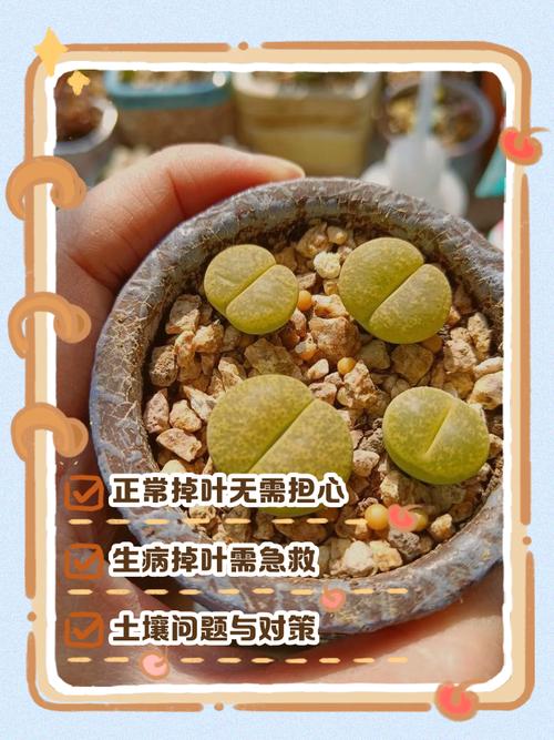 多肉叶子掉了怎么办?-第1张图片-吾爱花网 多肉叶子掉了怎么办?-第1张图片-吾爱花网