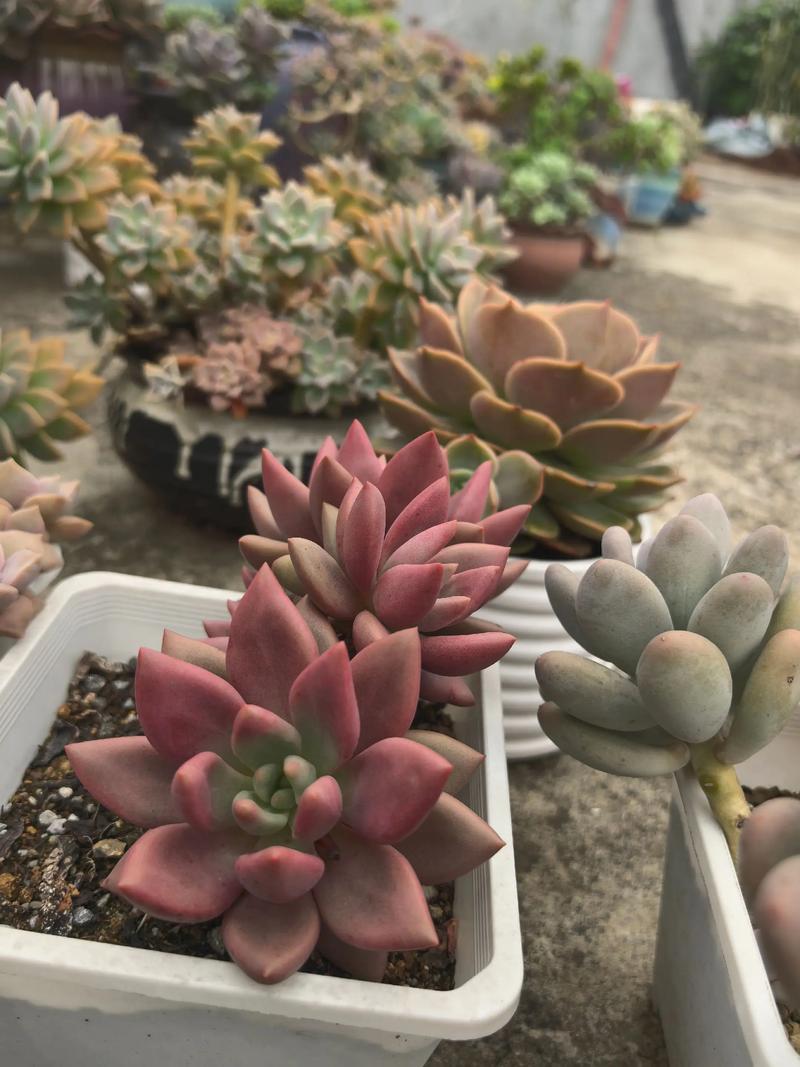 夏天的多肉会变色吗?-第2张图片-吾爱花网 夏天的多肉会变色吗?-第2张图片-吾爱花网