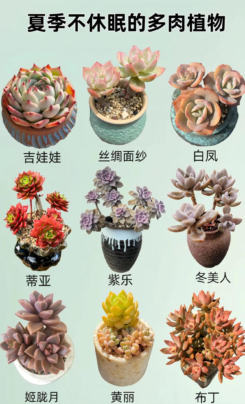 夏天的多肉会变色吗?-第1张图片-吾爱花网 夏天的多肉会变色吗?-第1张图片-吾爱花网