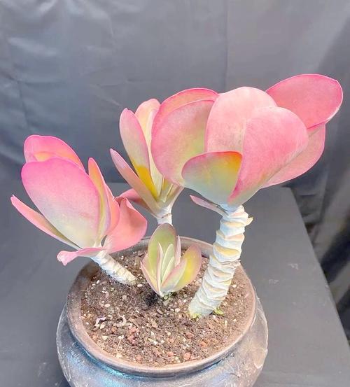 唐印冬季过冬,养护要点有哪些?-第1张图片-吾爱花网 唐印冬季过冬,养护要点有哪些?-第1张图片-吾爱花网