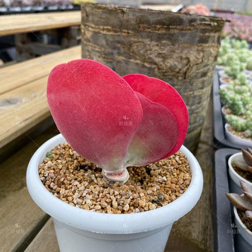 唐印冬季过冬,养护要点有哪些?-第3张图片-吾爱花网 唐印冬季过冬,养护要点有哪些?-第3张图片-吾爱花网