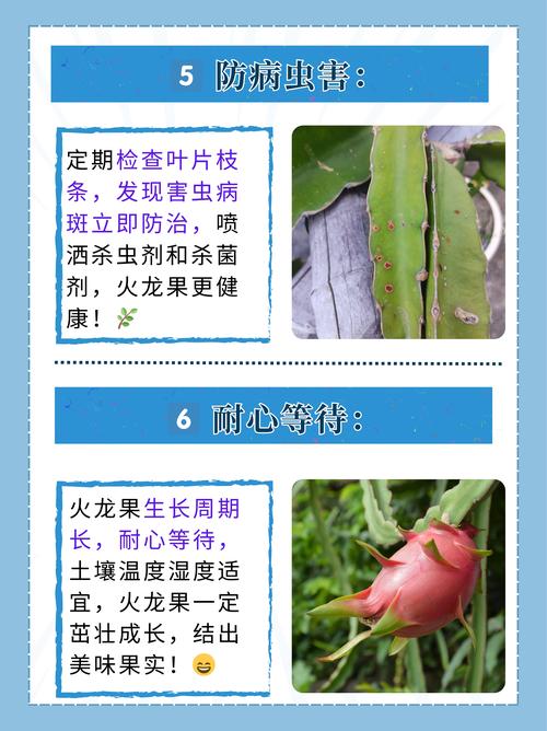 盆栽火龙果怎么养才结果?-第1张图片-吾爱花网 盆栽火龙果怎么养才结果?-第1张图片-吾爱花网