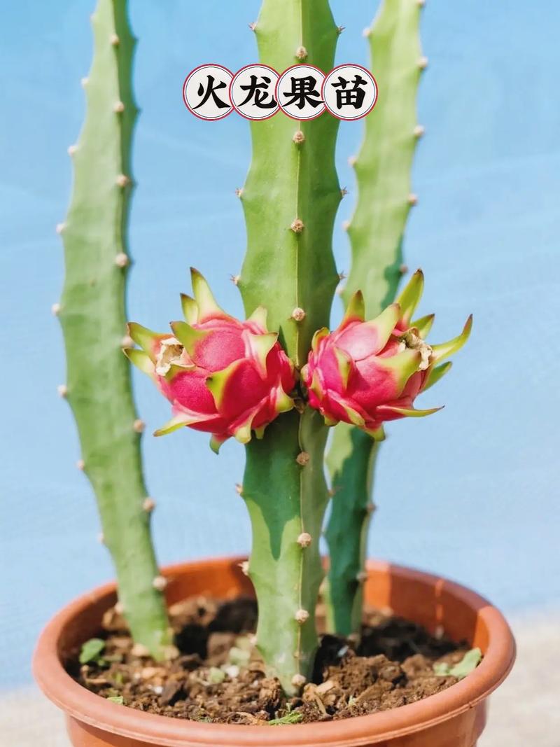 盆栽火龙果怎么养才结果?-第3张图片-吾爱花网 盆栽火龙果怎么养才结果?-第3张图片-吾爱花网