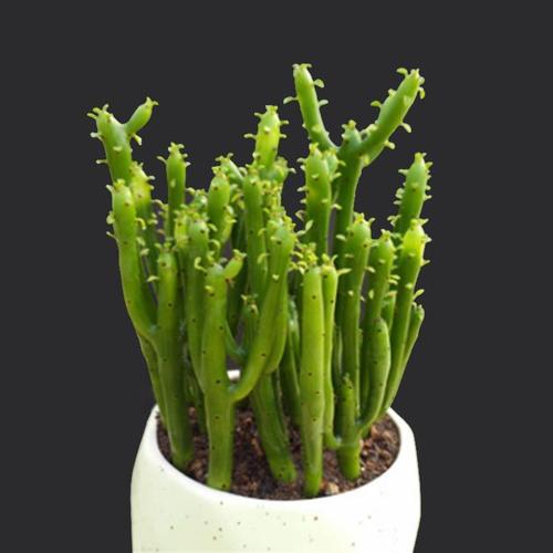 多肉摇钱树是姬珊瑚吗?-第1张图片-吾爱花网 多肉摇钱树是姬珊瑚吗?-第1张图片-吾爱花网