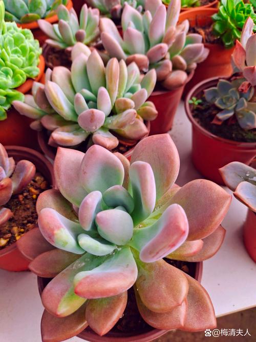 多肉风车叶子下垂怎么办?-第1张图片-吾爱花网 多肉风车叶子下垂怎么办?-第1张图片-吾爱花网