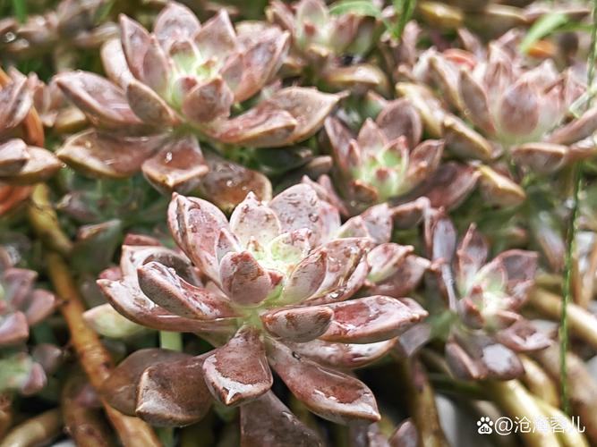 多肉风车叶子下垂怎么办?-第3张图片-吾爱花网 多肉风车叶子下垂怎么办?-第3张图片-吾爱花网