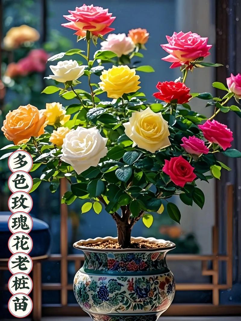 真玫瑰花盆栽图片有哪些品种?-第3张图片-吾爱花网 真玫瑰花盆栽图片有哪些品种?-第3张图片-吾爱花网