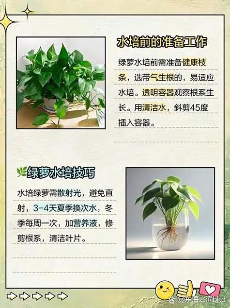 水培绿萝能转成水下叶吗-第3张图片-吾爱花网 水培绿萝能转成水下叶吗-第3张图片-吾爱花网