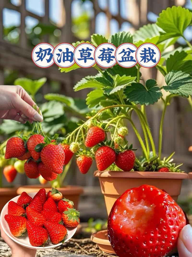 草莓盆栽一次浇多少水合适?-第3张图片-吾爱花网 草莓盆栽一次浇多少水合适?-第3张图片-吾爱花网