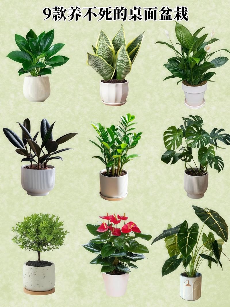 桌上适合摆哪些盆栽花卉?-第1张图片-吾爱花网 桌上适合摆哪些盆栽花卉?-第1张图片-吾爱花网