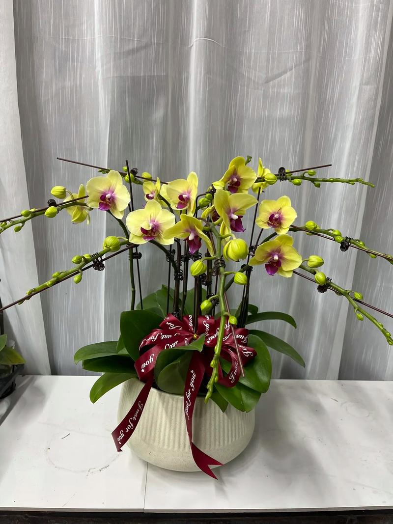 桌上适合摆哪些盆栽花卉?-第3张图片-吾爱花网 桌上适合摆哪些盆栽花卉?-第3张图片-吾爱花网