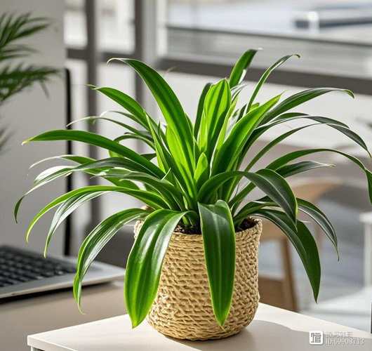 桌上适合摆哪些盆栽花卉?-第2张图片-吾爱花网 桌上适合摆哪些盆栽花卉?-第2张图片-吾爱花网