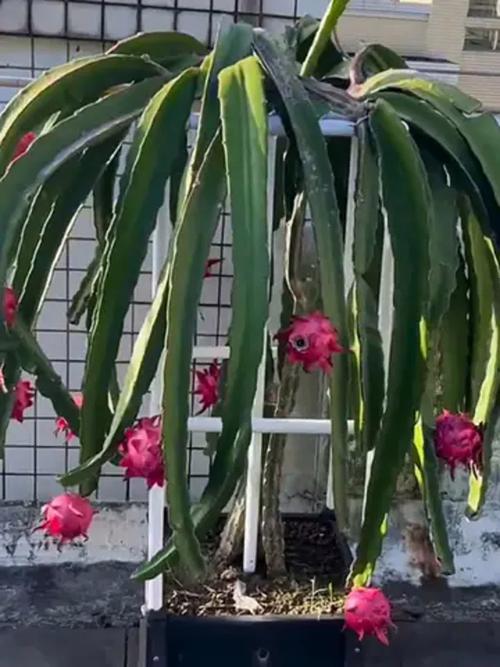 火龙果盆栽结果小怎么办？-第3张图片-吾爱花网