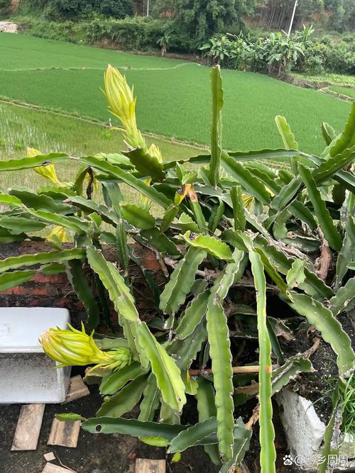 火龙果盆栽结果小怎么办?-第2张图片-吾爱花网 火龙果盆栽结果小怎么办?-第2张图片-吾爱花网