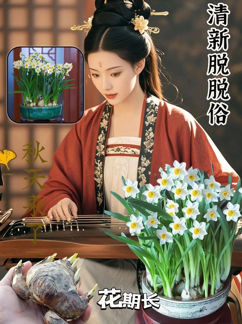 水仙种球水培怎么养才开花?-第1张图片-吾爱花网 水仙种球水培怎么养才开花?-第1张图片-吾爱花网