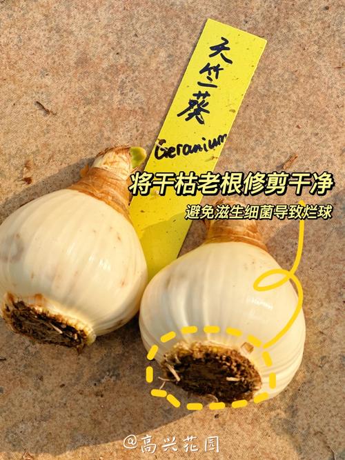 水仙种球水培怎么养才开花?-第3张图片-吾爱花网 水仙种球水培怎么养才开花?-第3张图片-吾爱花网