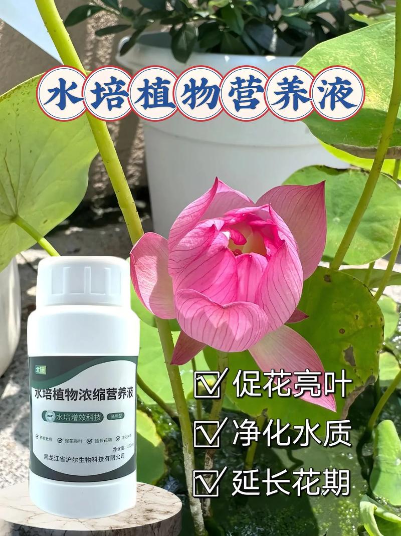 自制水培营养液怎么配才有效?-第2张图片-吾爱花网 自制水培营养液怎么配才有效?-第2张图片-吾爱花网