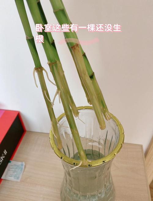 冬天水培富贵竹怎么快速生根？-第2张图片-吾爱花网