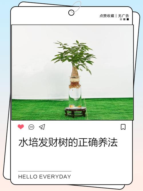 水培发财树该不该加肥料?-第1张图片-吾爱花网 水培发财树该不该加肥料?-第1张图片-吾爱花网
