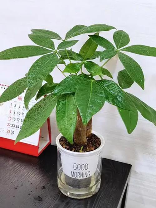 水培发财树该不该加肥料?-第3张图片-吾爱花网 水培发财树该不该加肥料?-第3张图片-吾爱花网