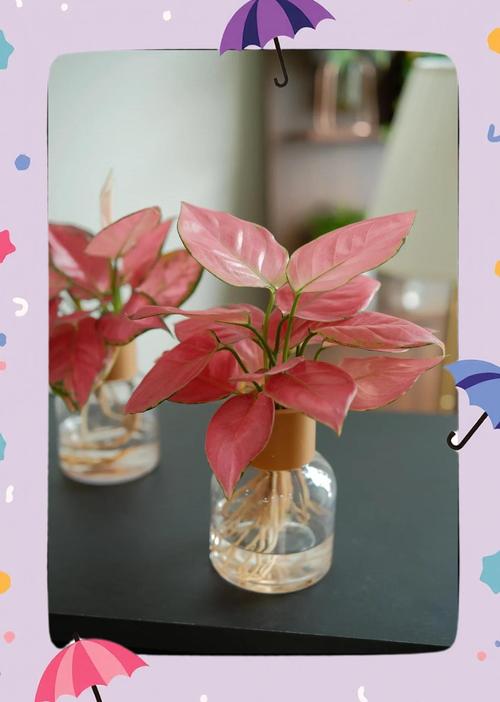 水培吉利红能转土养吗?-第1张图片-吾爱花网 水培吉利红能转土养吗?-第1张图片-吾爱花网