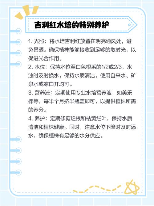 水培吉利红能转土养吗?-第2张图片-吾爱花网 水培吉利红能转土养吗?-第2张图片-吾爱花网
