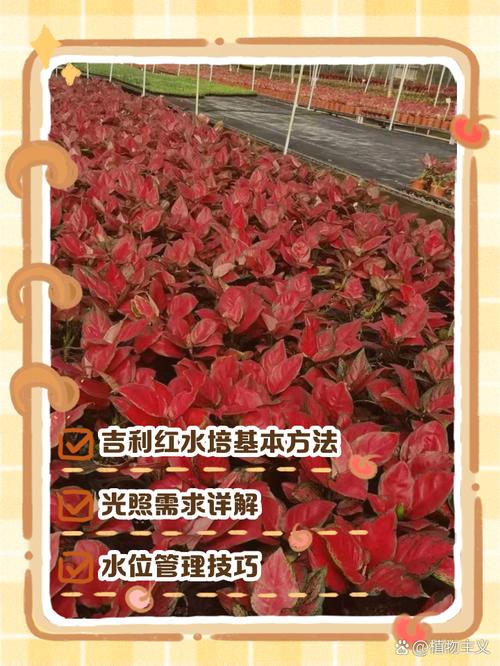 水培吉利红能转土养吗?-第3张图片-吾爱花网 水培吉利红能转土养吗?-第3张图片-吾爱花网