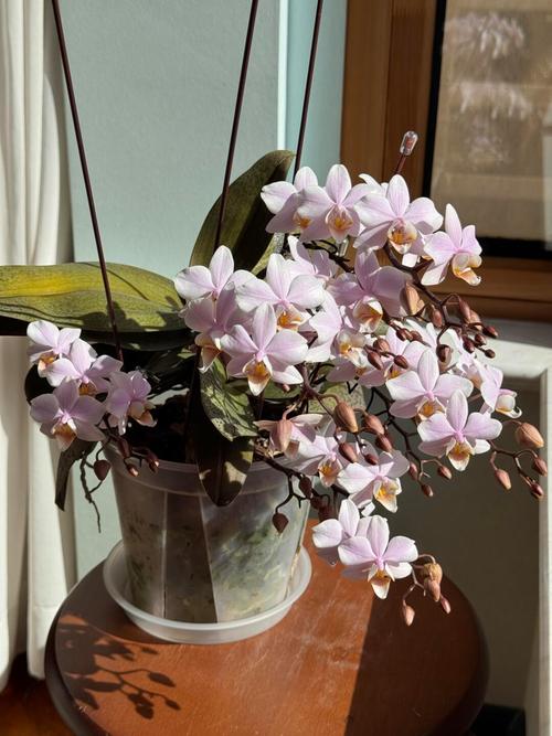 蝴蝶兰小篮子组合盆栽怎么养护？-第2张图片-吾爱花网