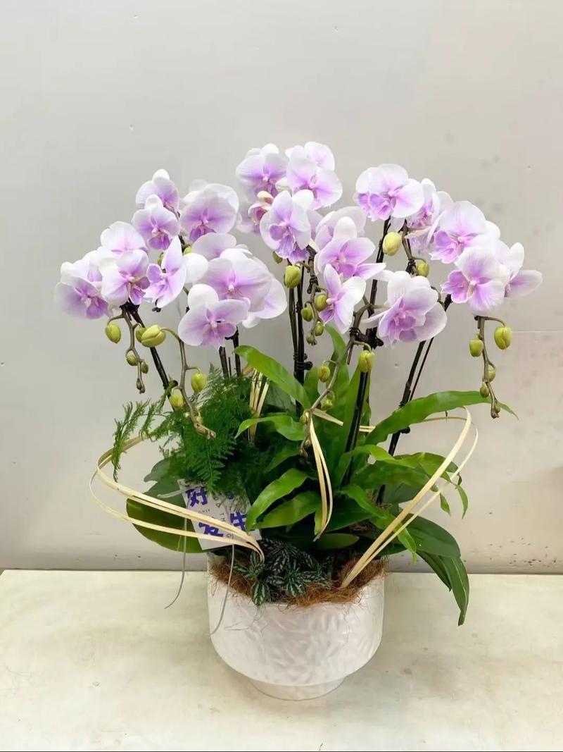 蝴蝶兰小篮子组合盆栽怎么养护?-第1张图片-吾爱花网 蝴蝶兰小篮子组合盆栽怎么养护?-第1张图片-吾爱花网